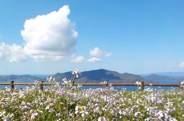 赤ハゲ山。野だいこんの花越しに西ノ島の焼火山を望む