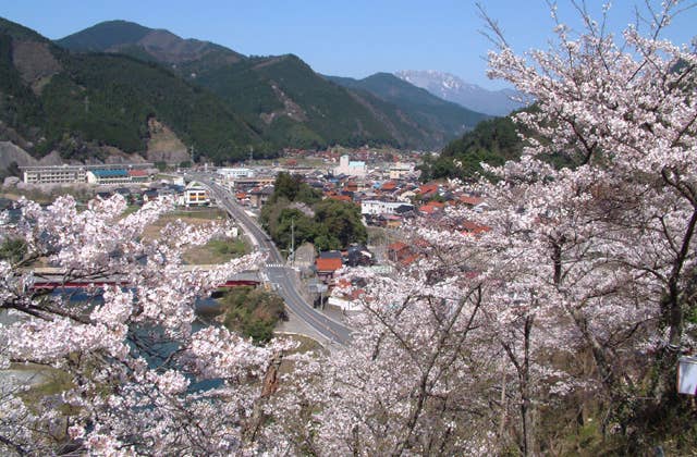 塔の峰公園の桜