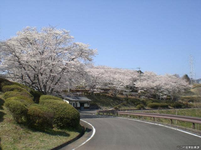 丸岡公園（桜）【画像】