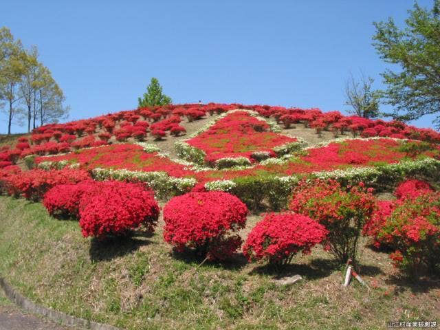 丸岡公園（つつじ）【画像】