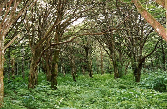 春国岱のアカエゾマツ天然林
