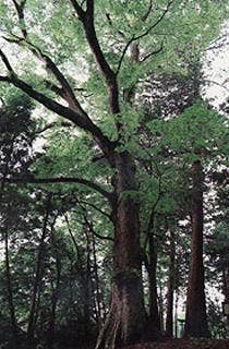 荒橿神社のケヤキ