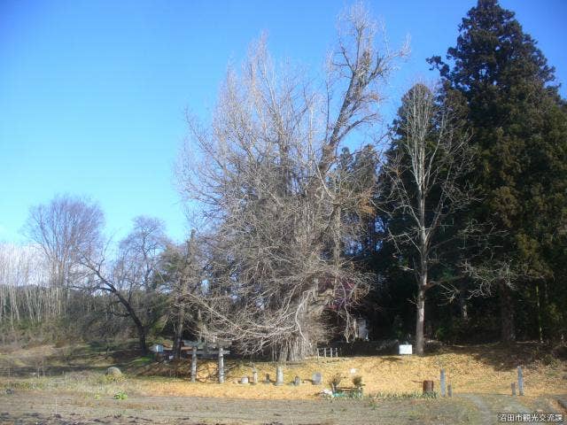 荘田神社の大イチョウ