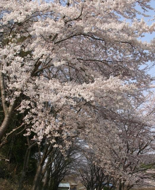 桜のトンネル