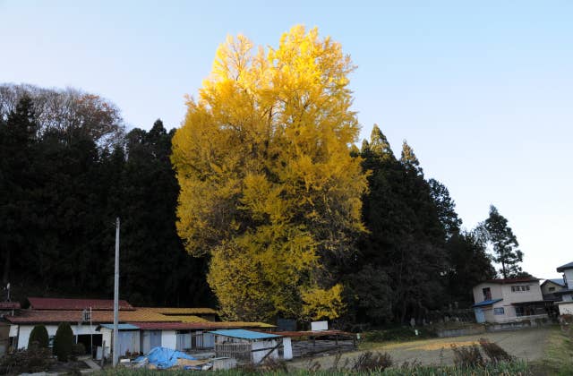 大銀杏