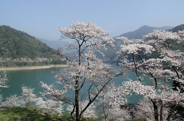 市房湖周辺の一万本桜