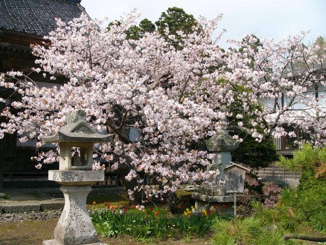 蝦夷霞桜