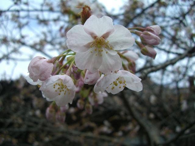 蝦夷霞桜