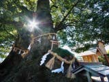 尾鷲神社の大クス