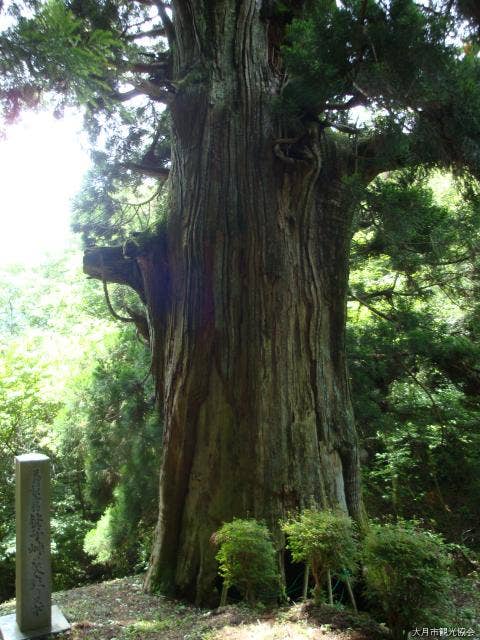 矢立ての杉