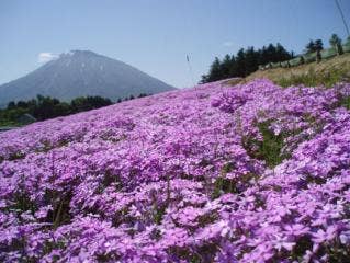 旭ヶ丘の芝ざくら