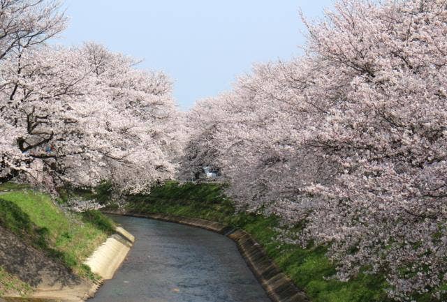 吉野瀬川の桜