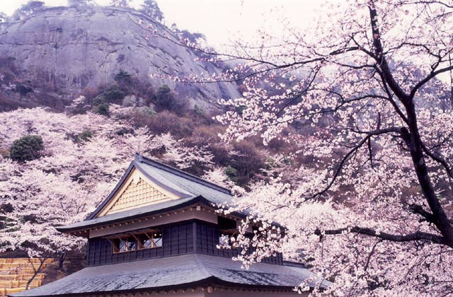 岩殿山の桜・ツツジ