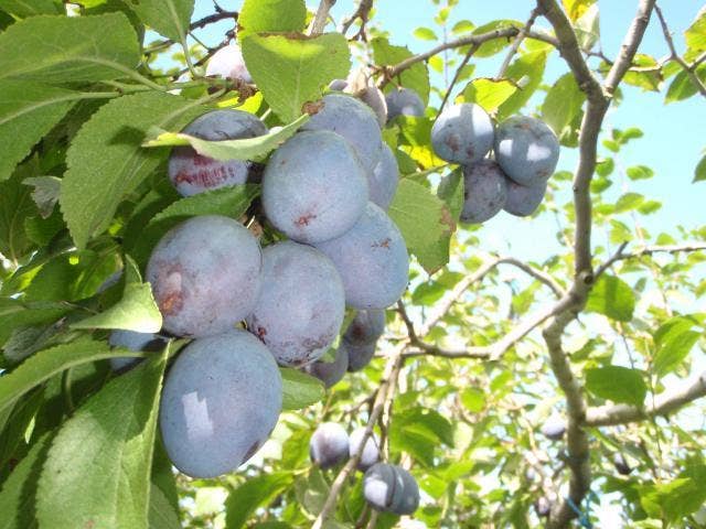 Prune