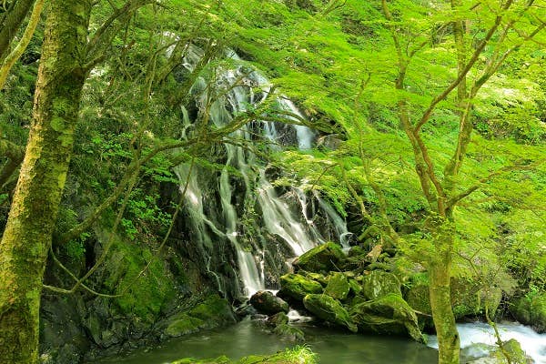 新緑の江竜田の滝