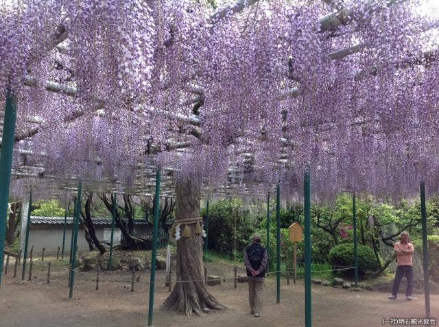 住吉神社の藤