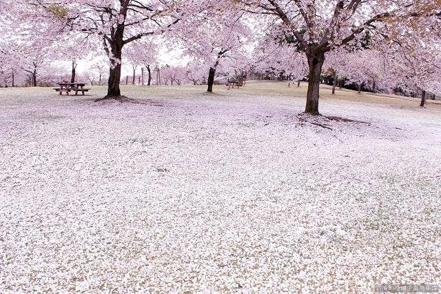 アルカディア公園