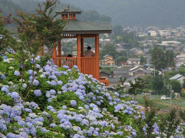 下仁田あじさい園