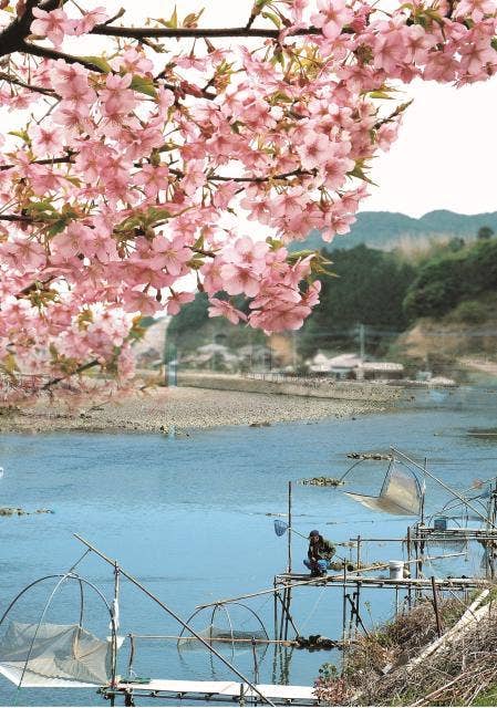 3月の河津桜とシロウオ漁