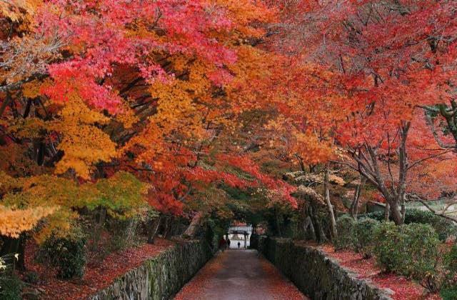 興聖寺の琴坂