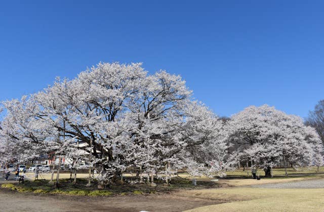 下野国分尼寺跡