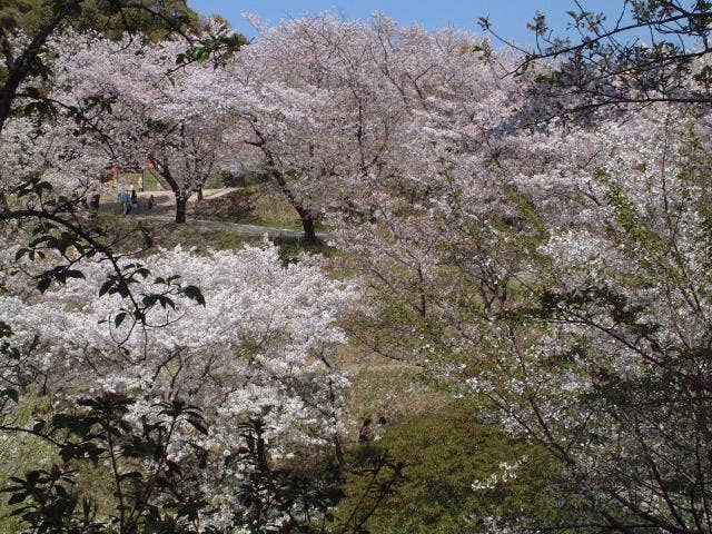 蛇ヶ谷公園の桜