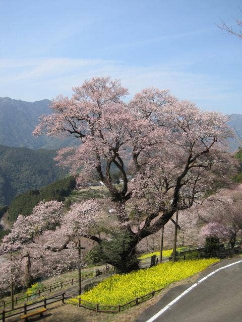 ひょうたん桜