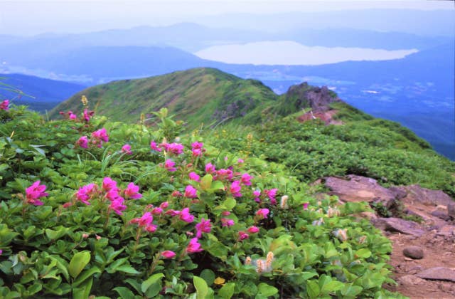 秋田駒ヶ岳（エゾツツジ）