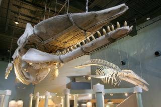 鯨と海の科学館・館内（被災前）