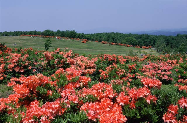 平庭高原のレンゲツツジ