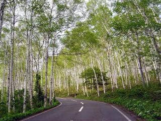 平庭高原の白樺林