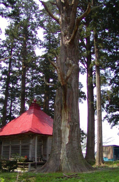 石動神社の親杉