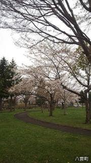 相生公園の桜