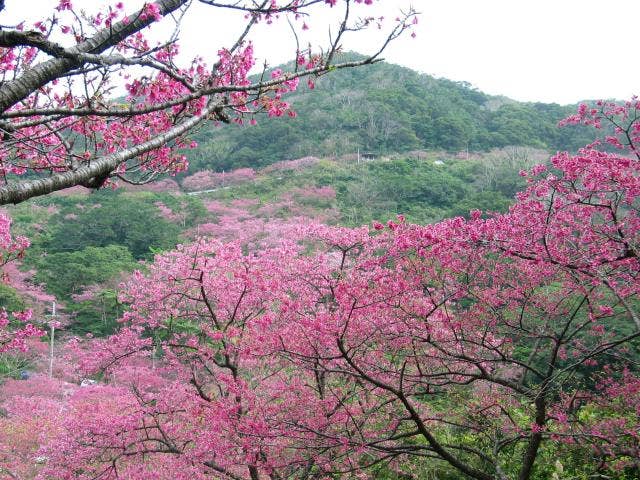 八重岳