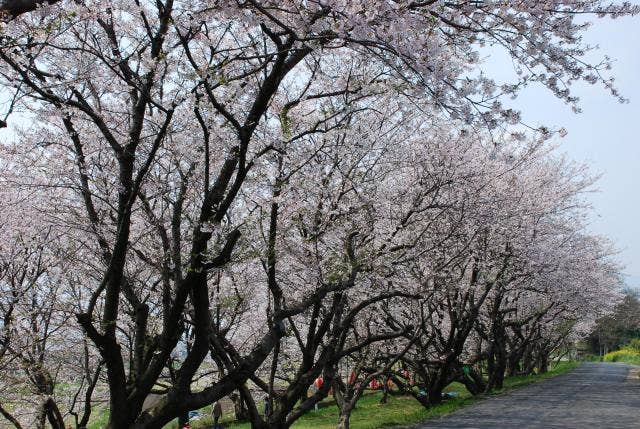 吉田河原桜