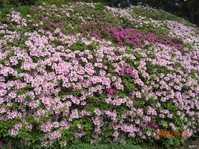 霊丘公園のつつじ