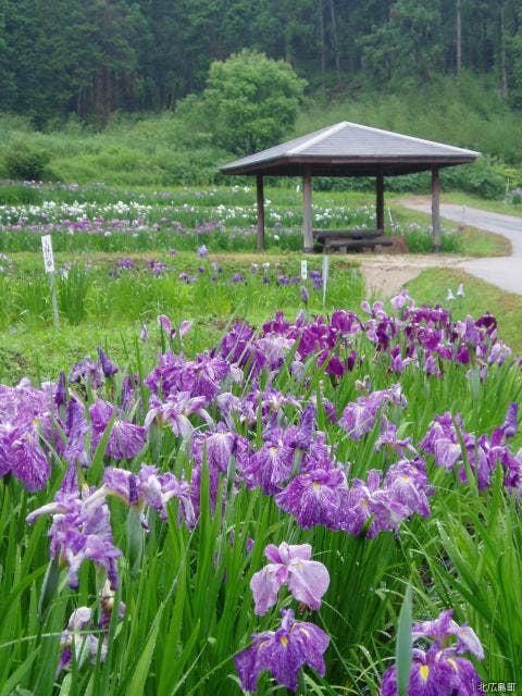小倉山公園花ショウブ園