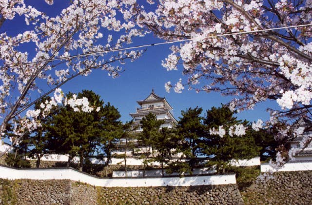島原城堀端の桜