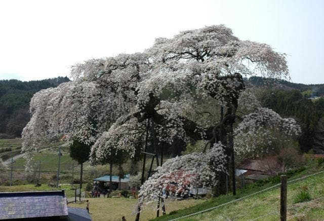 外大野しだれ桜