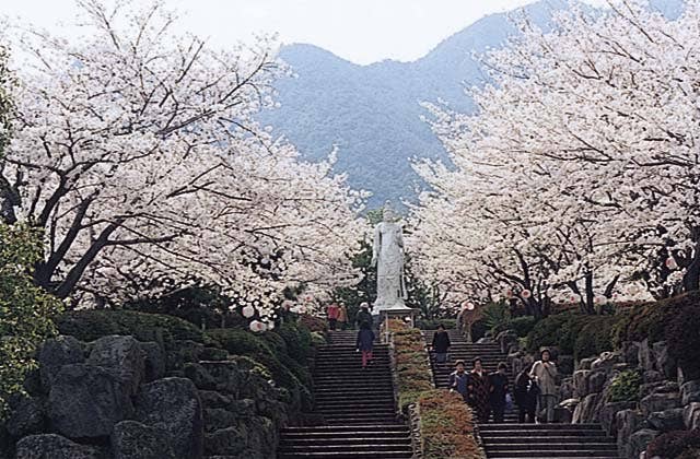 眉山治山祈念公苑の桜