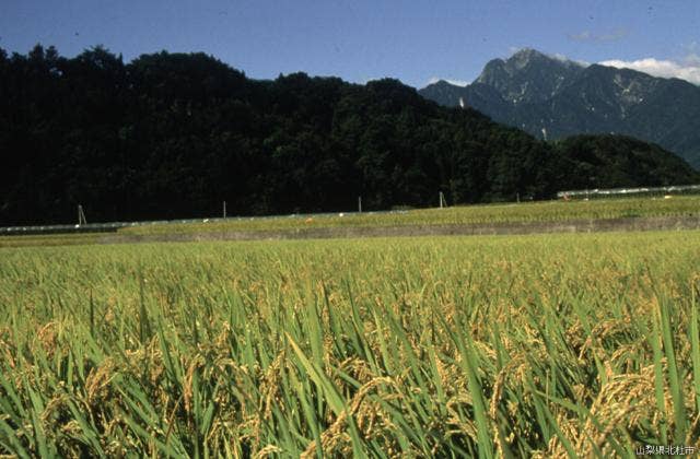 武川町 米