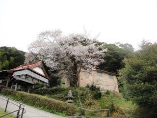 尊正寺の桜