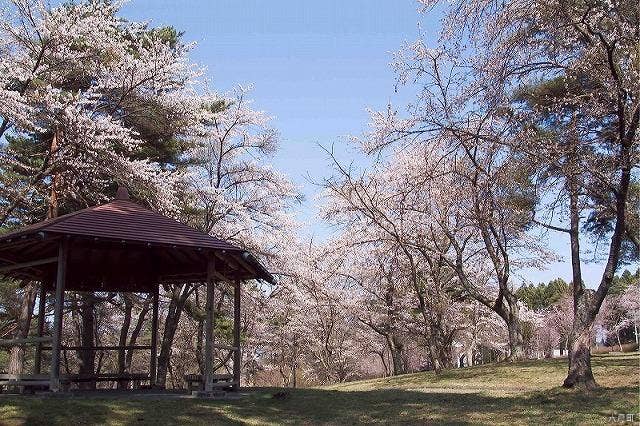 舘野公園の桜