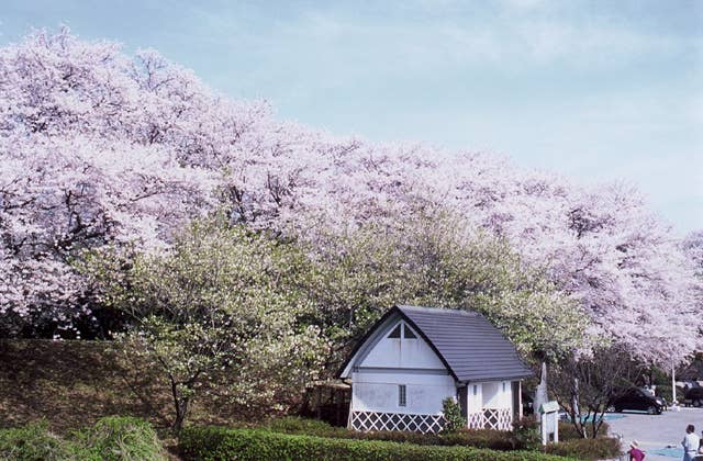 黄金堤の桜