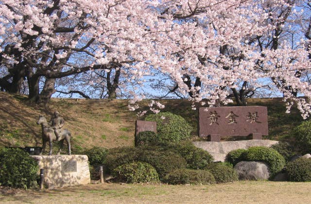 黄金堤の桜