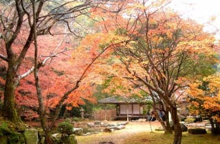 紅葉　大照院