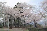 城山公園の桜