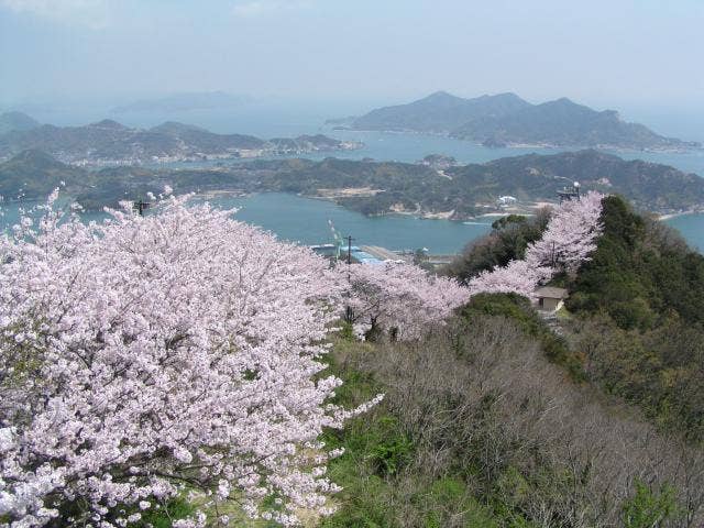 積善山の桜