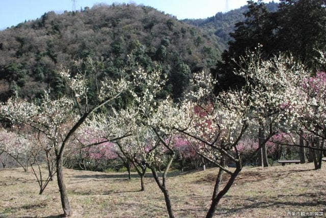 市民の森　梅園