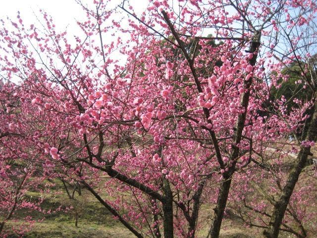 市民の森　梅園２